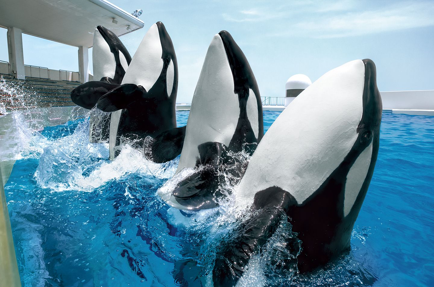 5 Top Activities in Kamogawa Sea World